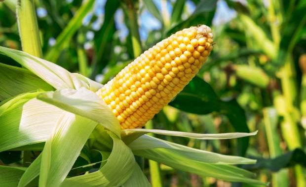 corn on stalk