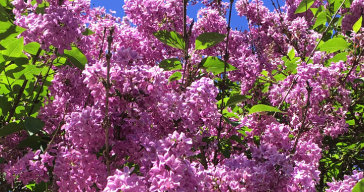 blooming lilacs