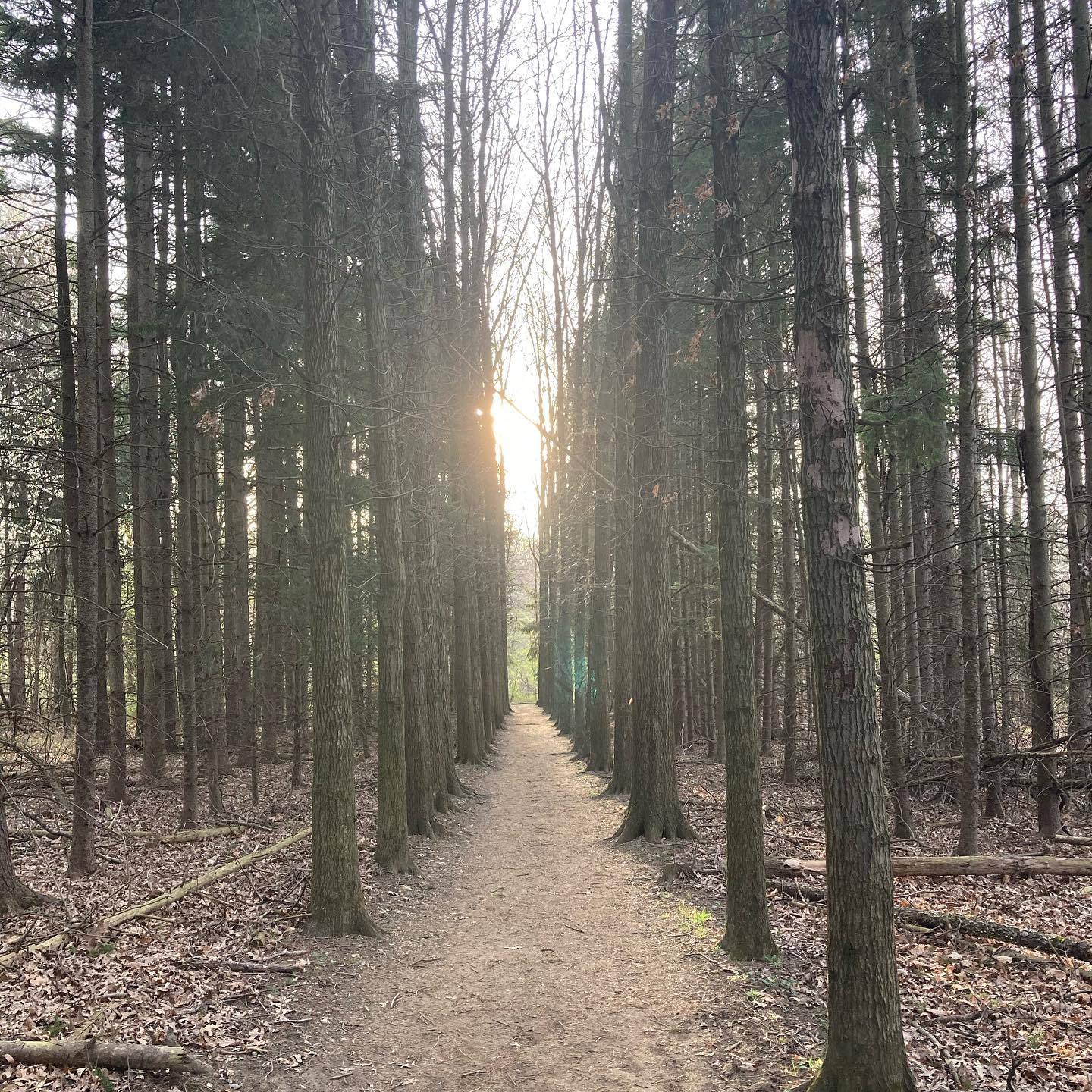 sunrise through pine trees