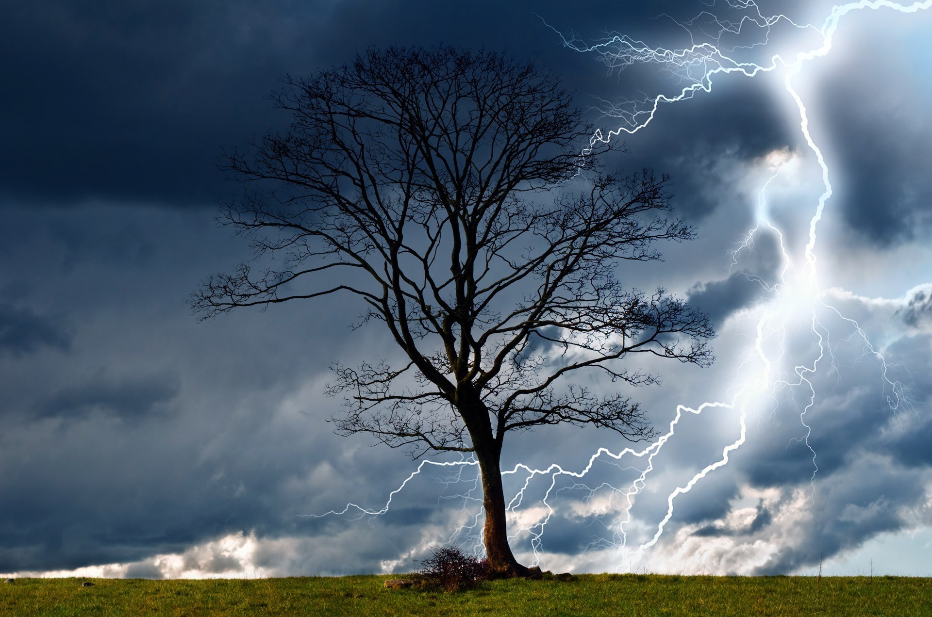 storm, tree, lightning