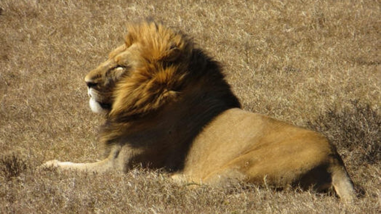 male lion laying on grass