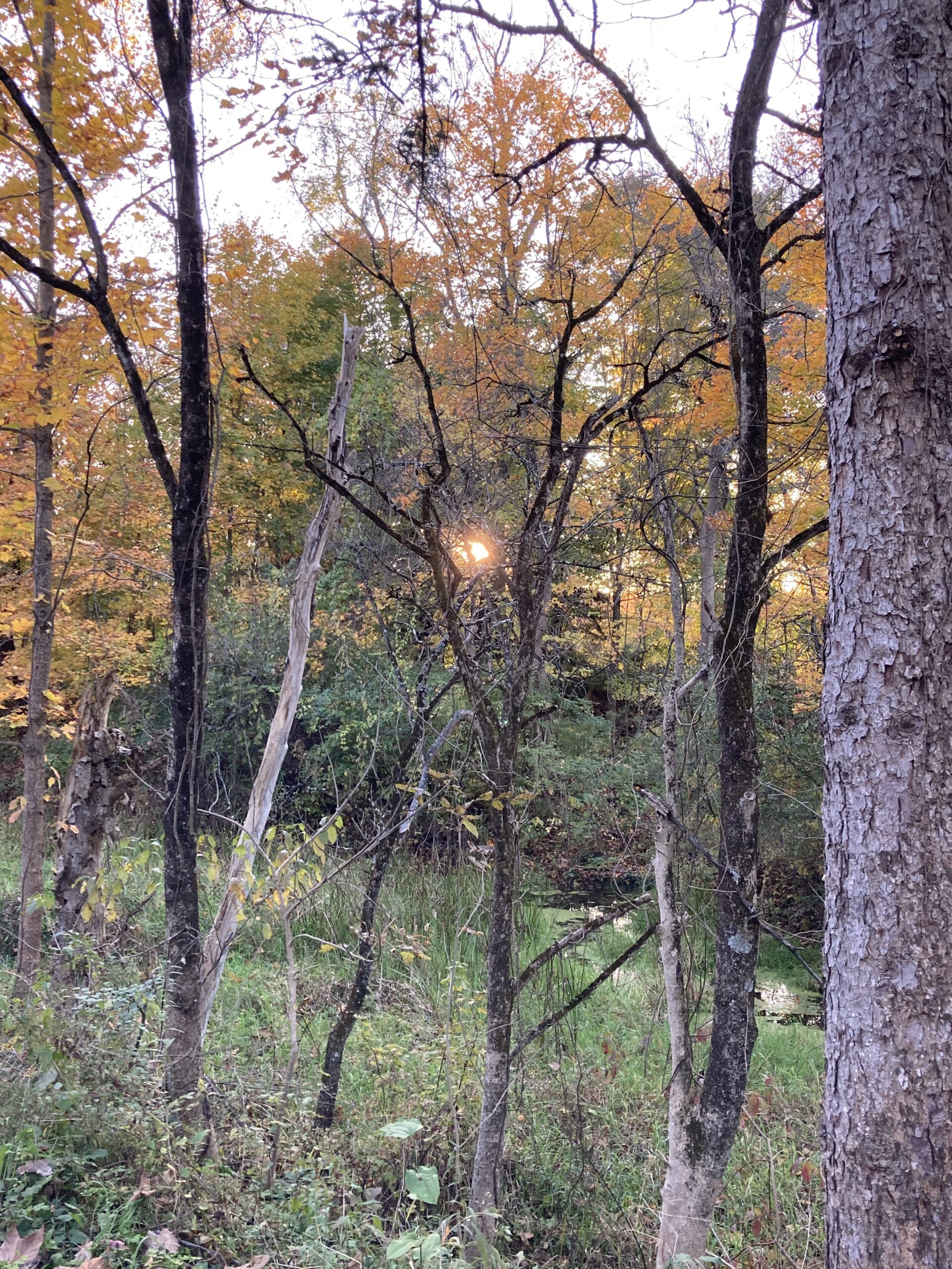 sun through trees